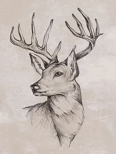 Deer Sketch I Art Print