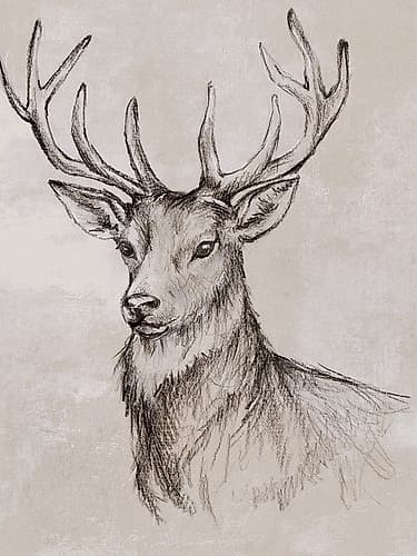 Deer Sketch II Art Print