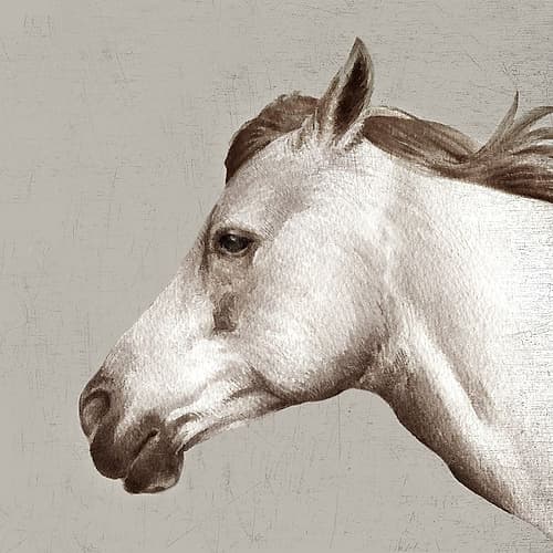 White Stallion Art Print