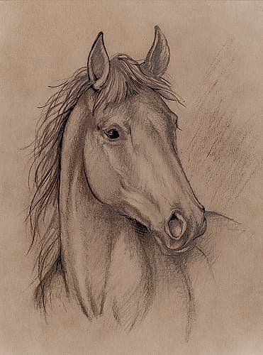 Horse Pencil Sketch Art Print