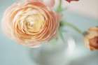 Ranunculus Art Print