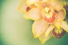 Dawes Flowers II Art Print