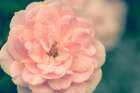 Pink Kingwood I Art Print