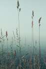 Slient Morning Art Print