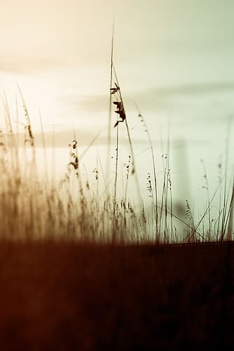 Quiet Dusk II Coastal Print
