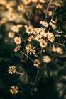 Little Garden Art Print