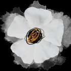 Sagittaria II Art Print