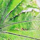 Rustic Green Embrace II Botanical Print