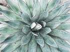 Stunning Agave I Art Print