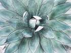 Stunning Agave II Art Print
