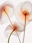 Translucent Yellow Poppy Flowers II Art Print