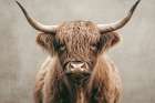 Majestic Highland Bull Art Print