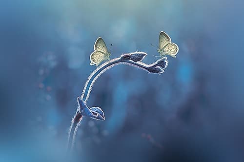Priyadi-Two Butterflies Meet Each Other Art Print by 1x