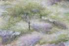 Talen - Flowering heather Art Print