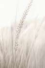 Grass Art Print by Studio III