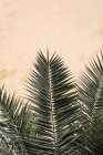 Studio III - Palm leaves and Wall Art Print by Studio III