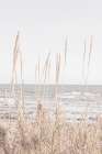 Studio III - Beach Vass 001 Art Print by Studio III