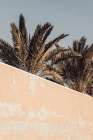Studio III - Palm Art Print by Studio III