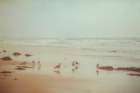 Gulls on a Beach Art Print by Roberta Murray