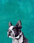Frenchie Puppy Art Print by PI Studio