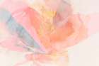 Roseate Bloom Art Print by PI Studio