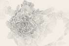 Monochrome Bloom I Art Print by PI Studio