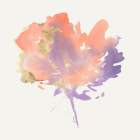 Silent Flower Art Print by PI Studio