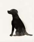 Black Dog Art Print by PI Studio