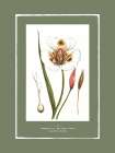 Green Botanics I Art Print by PI Studio