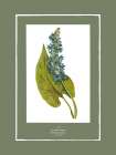 Green Botanics II Art Print by PI Studio