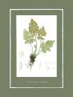 Green Botanics III Art Print by PI Studio