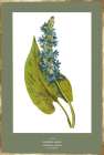 Green Botanics V Art Print by PI Studio
