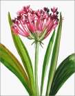 Blooming Pink Art Print by PI Studio