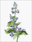 Purple Bloom Art Print by PI Studio