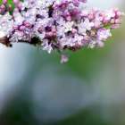 Lilac Art Print