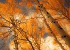 Towering Aspens Art Print