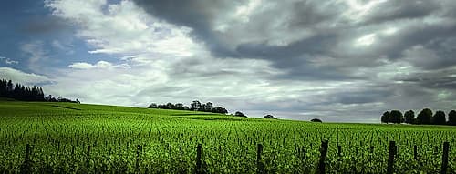 Rolling Vineyard Landscape Print