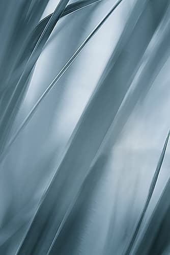Blades of Grass Photography Print