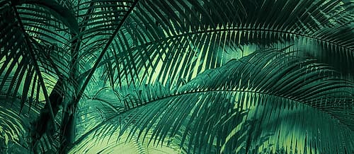A Sunkissed Palms Photography Print