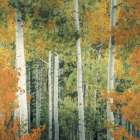 Colorado Aspen Forest Art Print