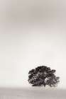 Big Tree in the Field of Wheat Landscape Print
