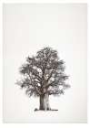 Baobab Tree II Art Print