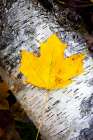 Birch Fall Art Print