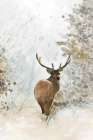Grand Elk I Art Print by Stellar Design Studio