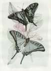 Butterfly Medley II Art Print by Stellar Design Studio