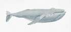 Humpback Whale I Art Print by Stellar Design Studio