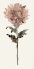 Flourishing Floral IV Art Print by Stellar Design Studio