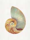 Nautilus Shell I Art Print