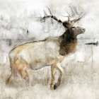 Mountain Elk I Art Print by Stellar Design Studio
