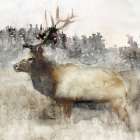 Mountain Elk II Art Print by Stellar Design Studio